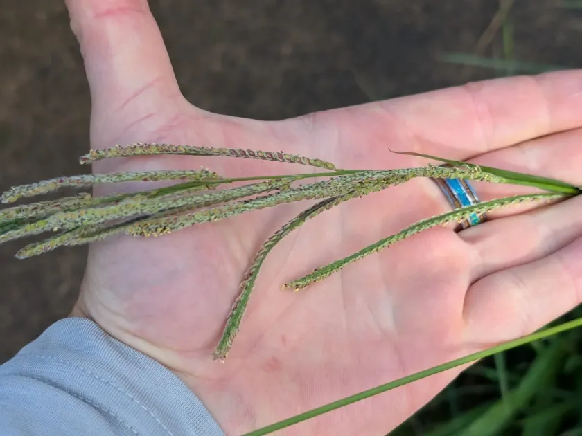 Vaseygrass