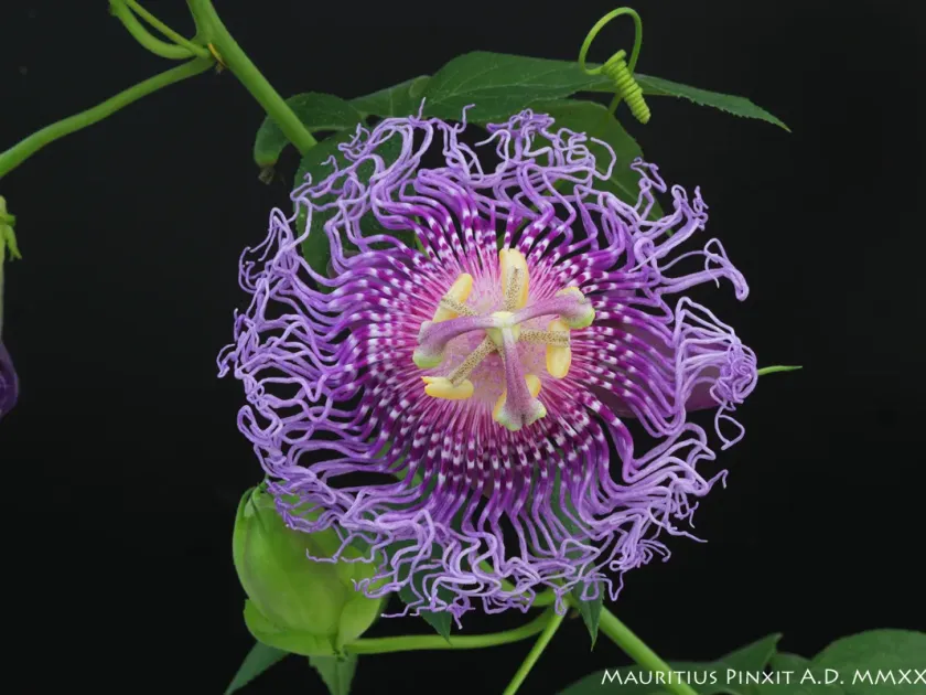 Passiflora cincinnata x Passiflora incarnata hybrid
