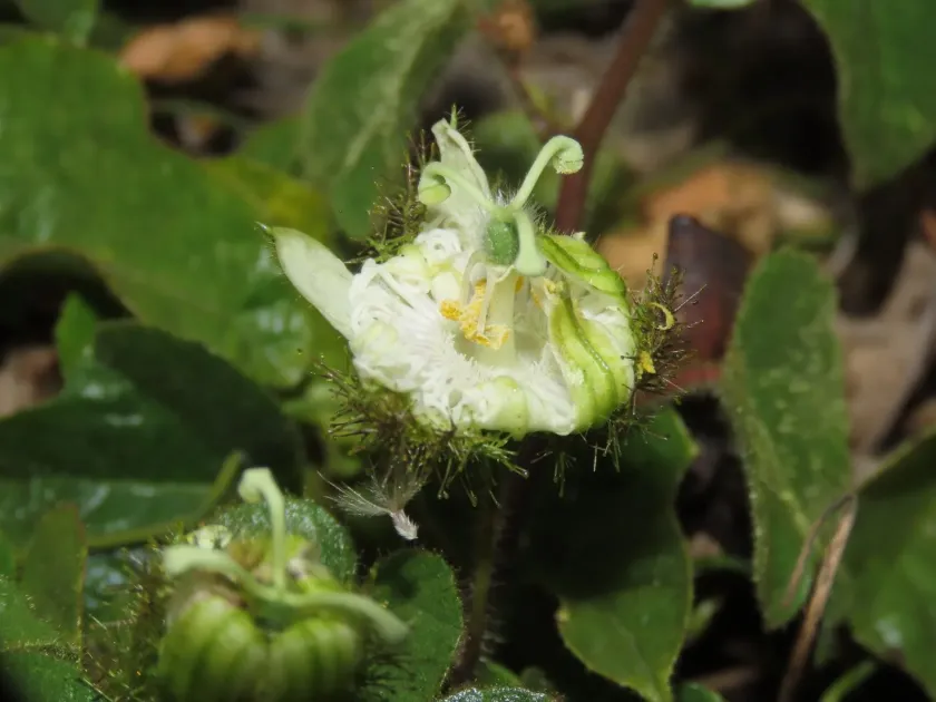 Stinking passionflower