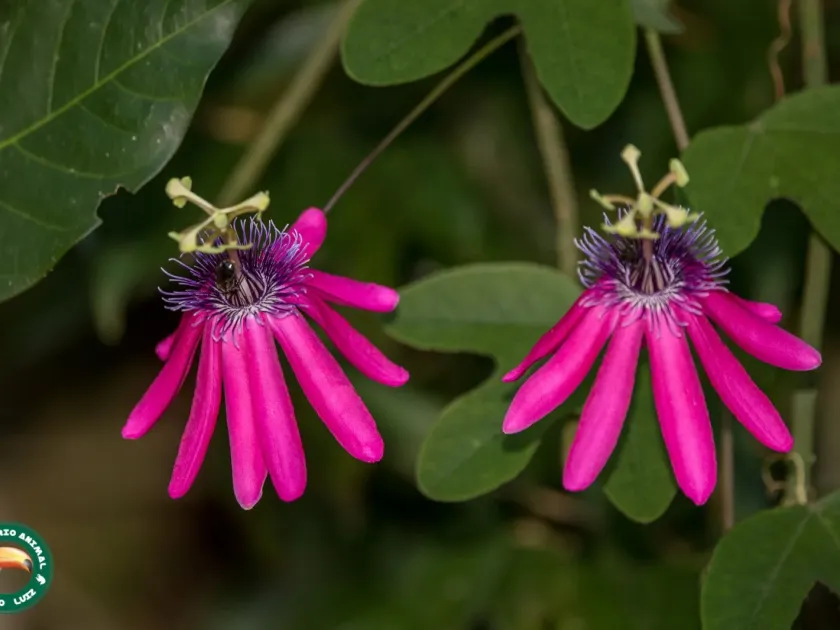 Passiflora kermesina