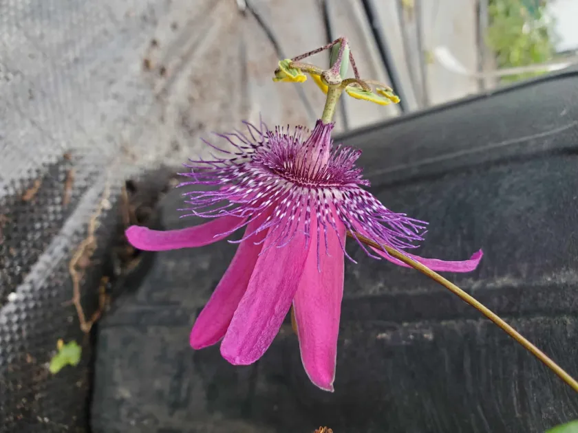 Passiflora kermesina x miersii hybrid