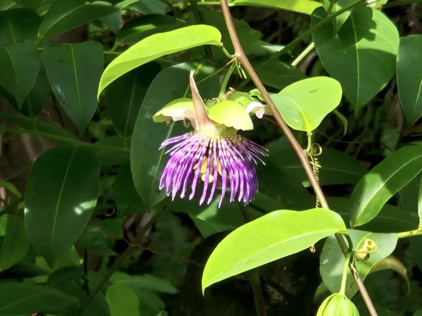 Passiflora laurifolia