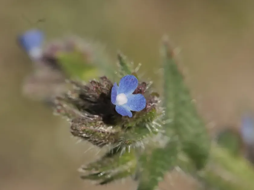 Field borage