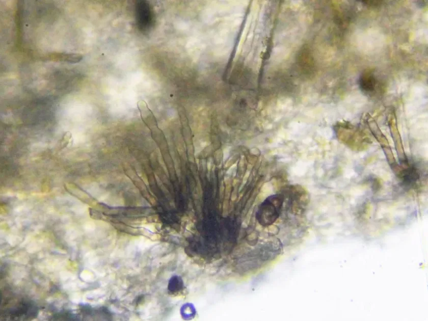 Cercospora biformis