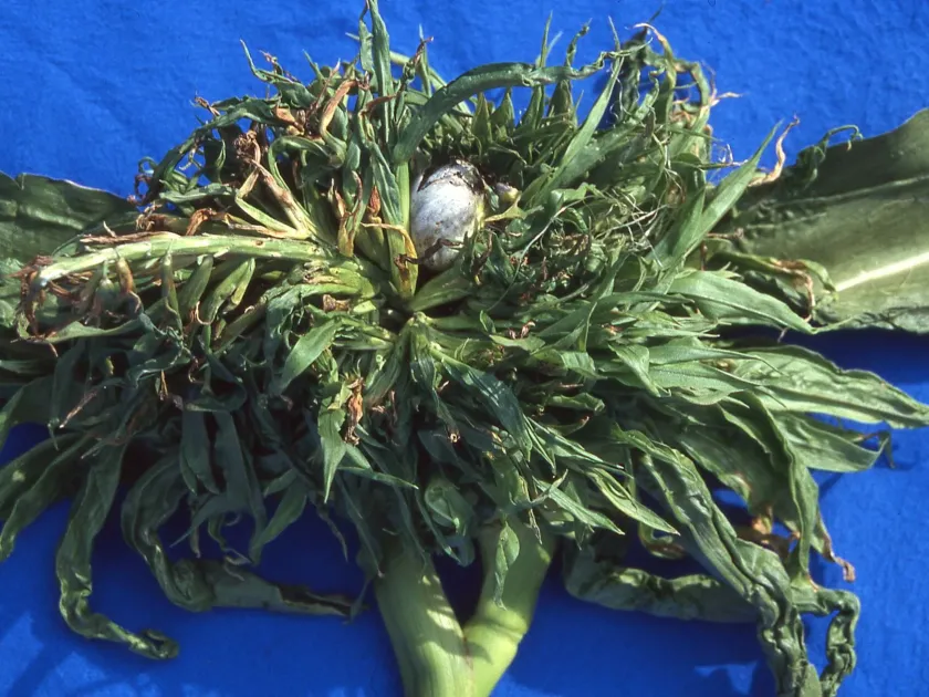 Sclerospora macrospora