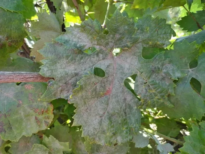 Grape powdery mildew