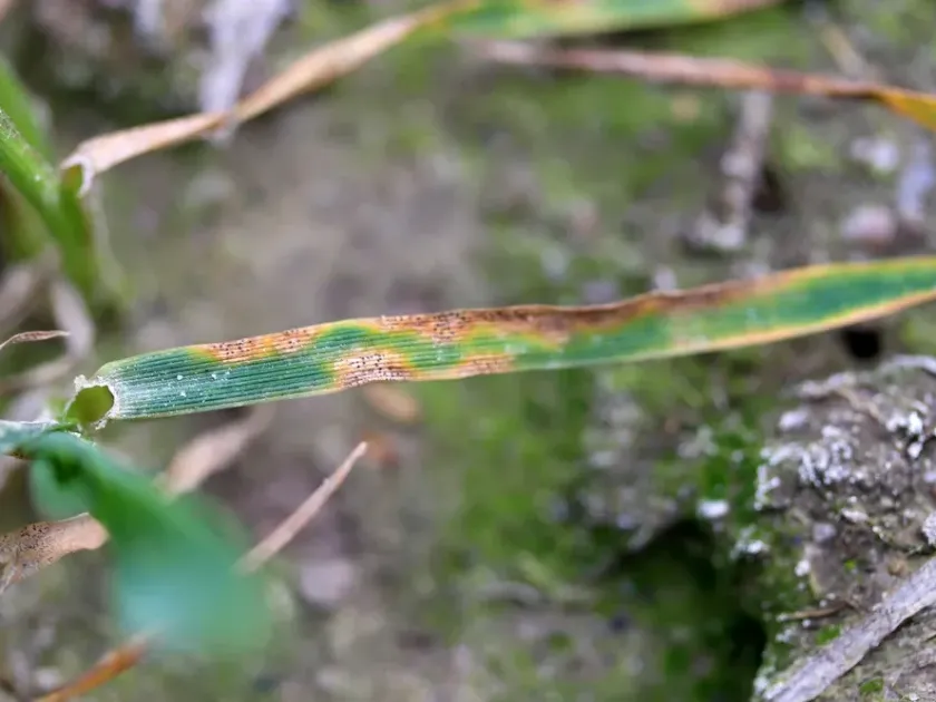 Septoria leaf blotch