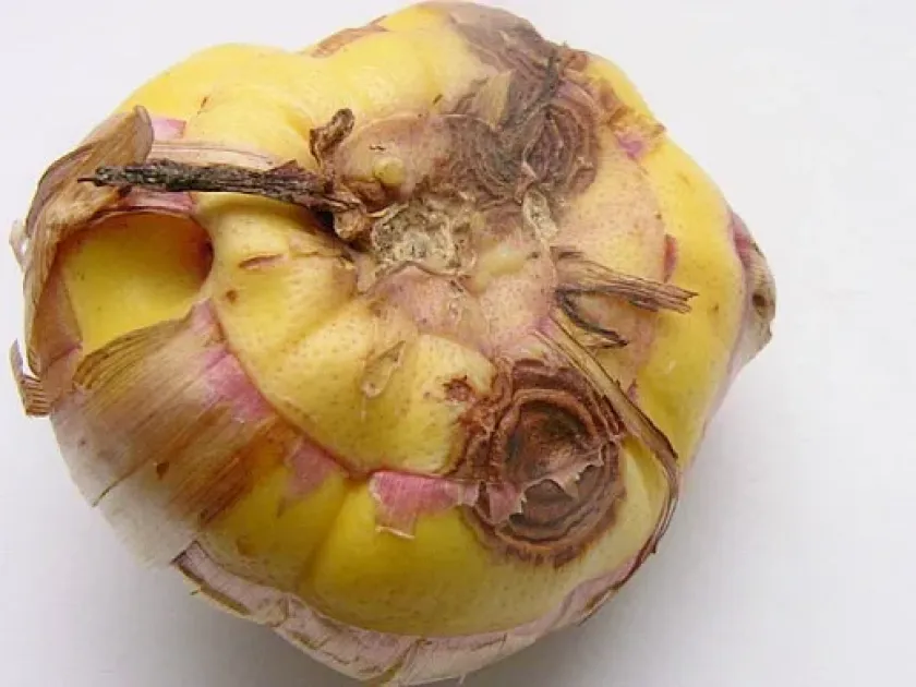 Gladiolus Septoria leaf spot