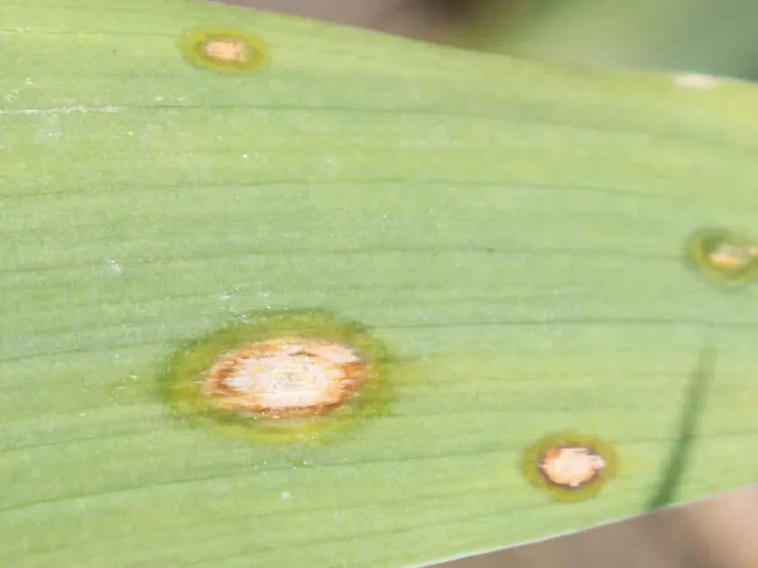 Iris leaf spot