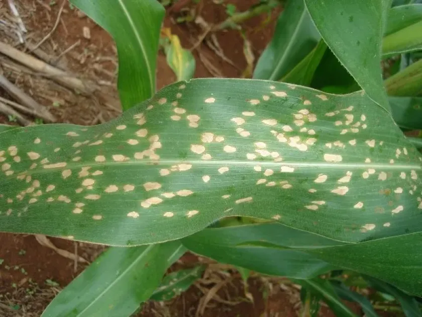 Phoma tropica