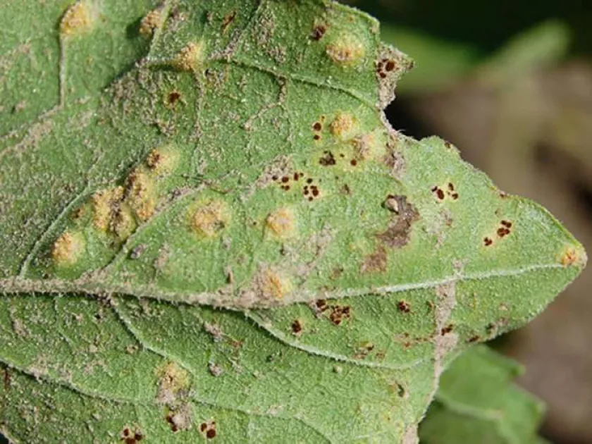 Sunflower rust