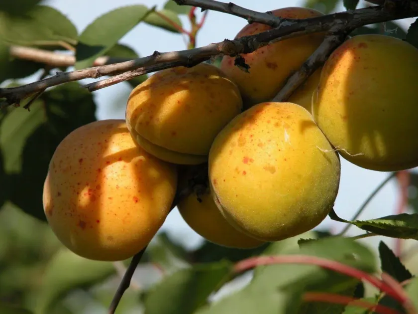 Peach scab