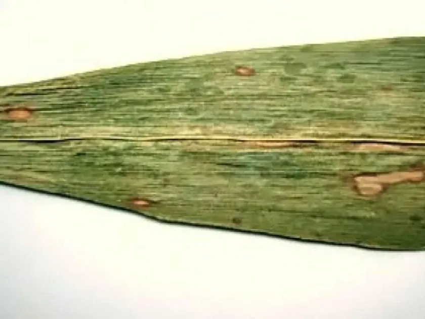 Helminthosporium rostratum