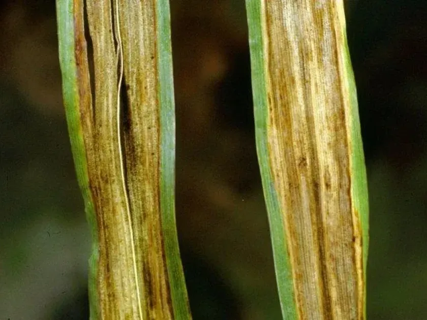 Barley stripe