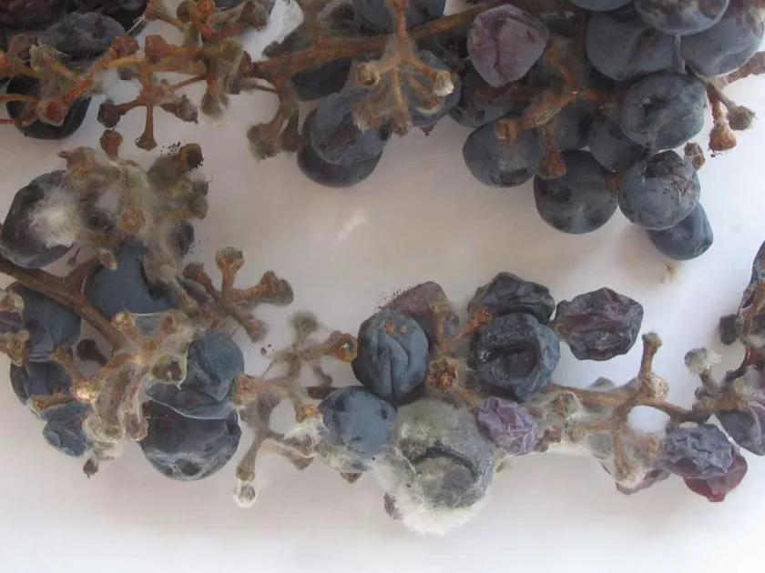 Cephalothecium roseum