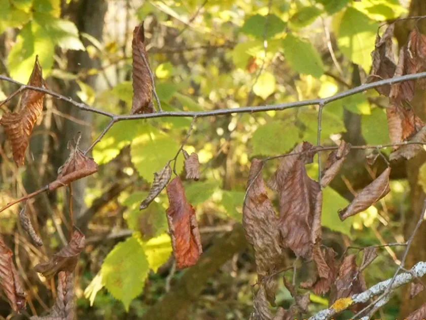 Elm leaf spot