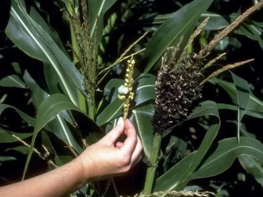 Летюча сажка кукурудзи