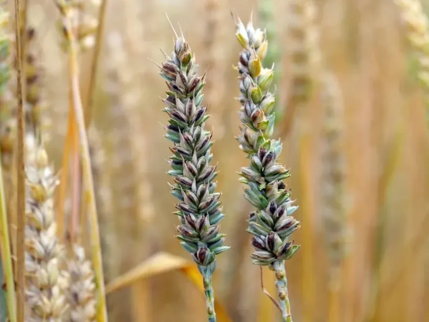 Common bunt of wheat