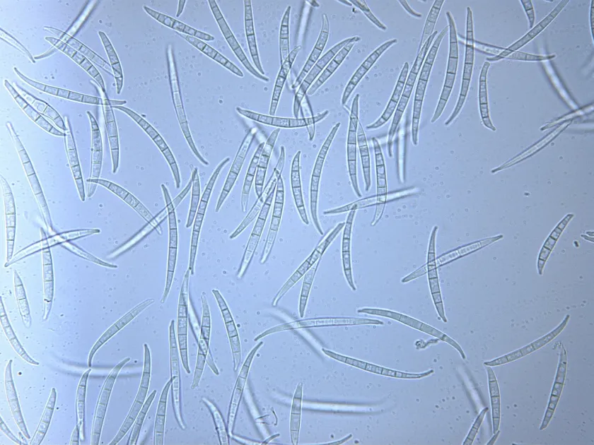 Fusarium avenaceum