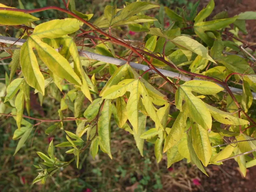 Passiflora ringspot