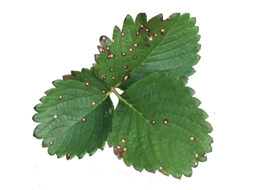 Strawberry leaf spot