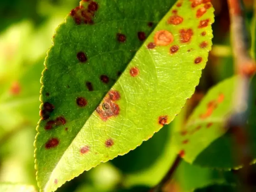 Prunus necrotic ringspot virus
