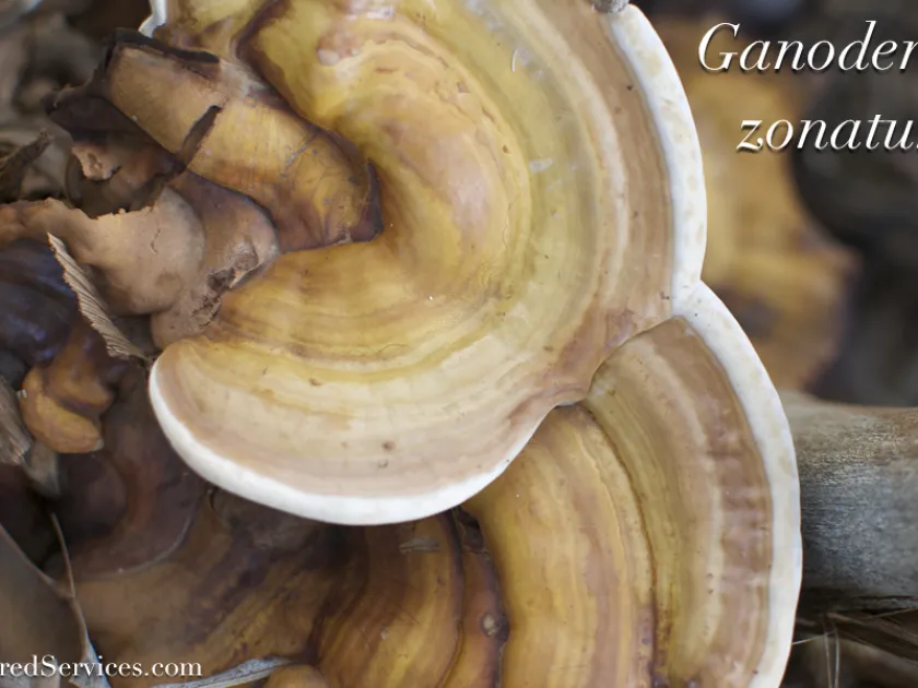 Ganoderma zonatum