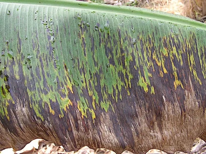 Paracercospora fijiensis