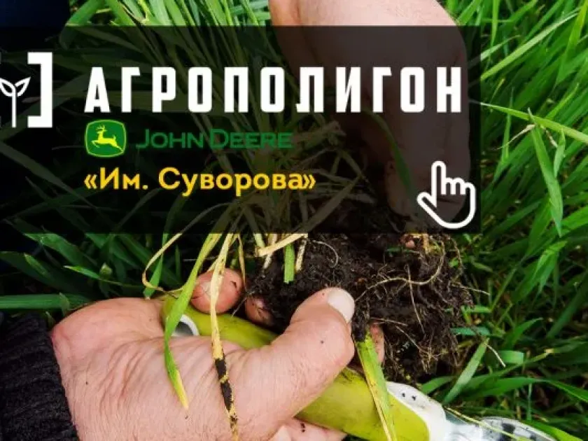 Пшениця озима
