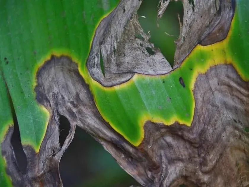 Accumulation of infection