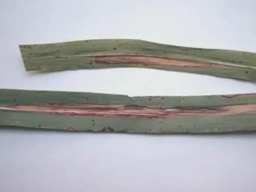 Northern Corn Leaf Blight