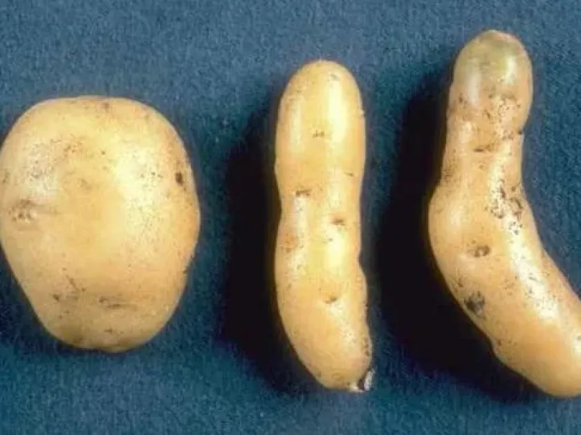 Potato spindle tuber viroid