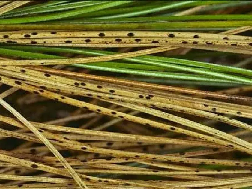 Phacidium blight