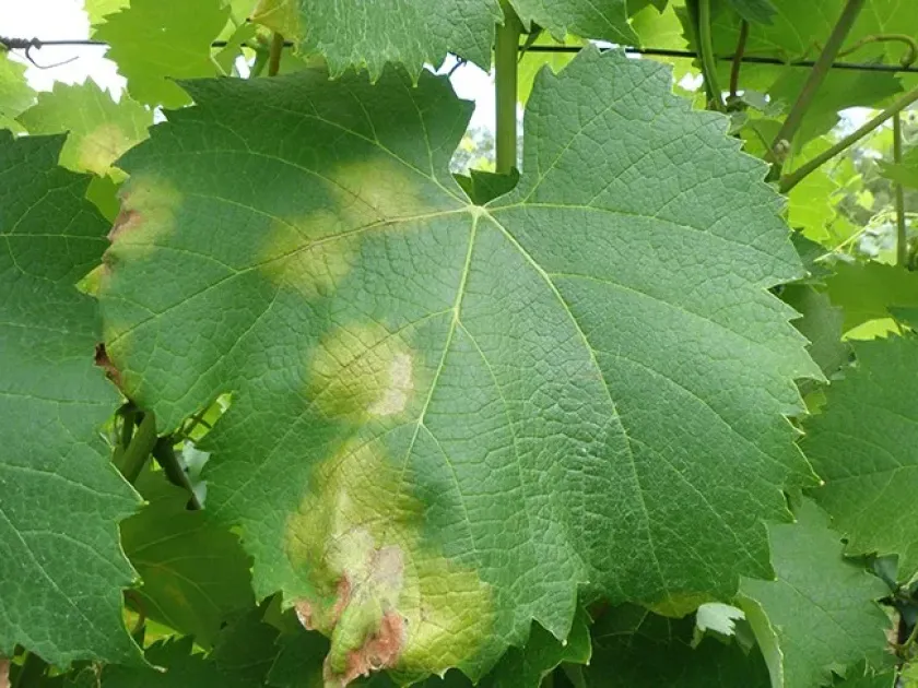 Grapevine angular leaf spot