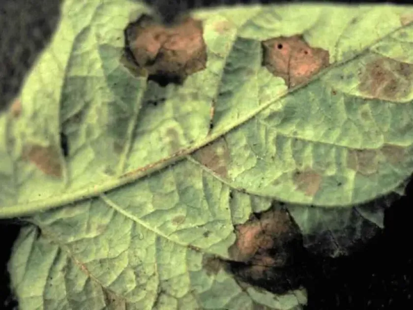 Potato leaf spot