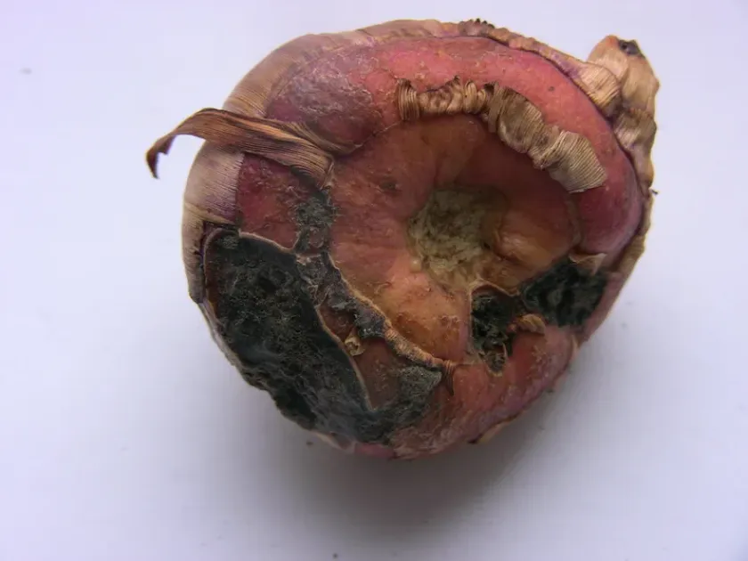Pseudomonas gladioli