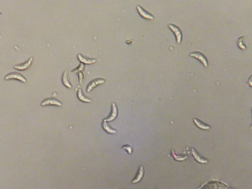 Gibberella thapsina