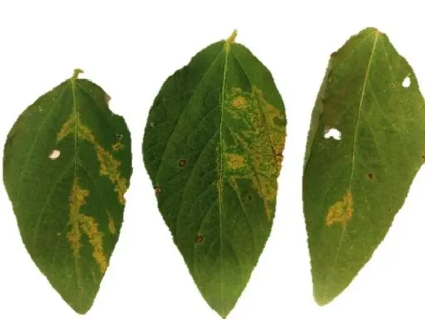 Soybean vein necrosis virus