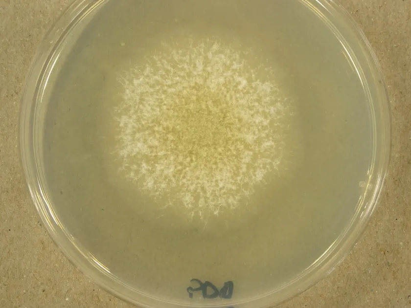 Byssochlamys fulva