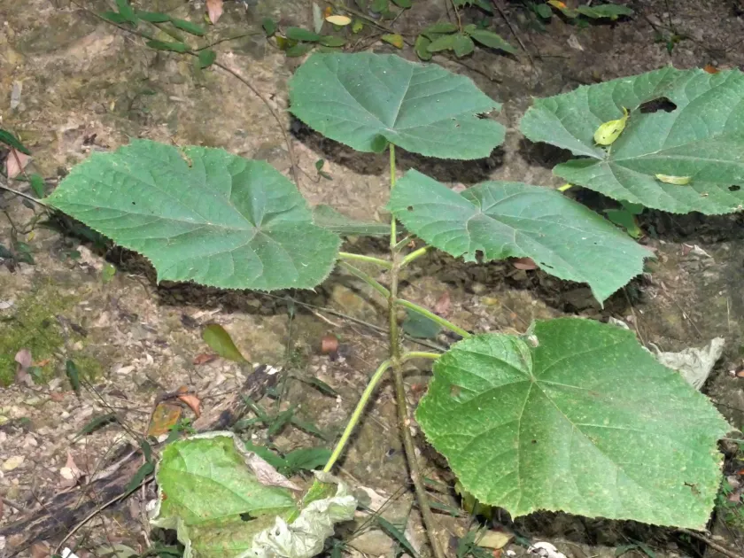 Paulownia fortunei