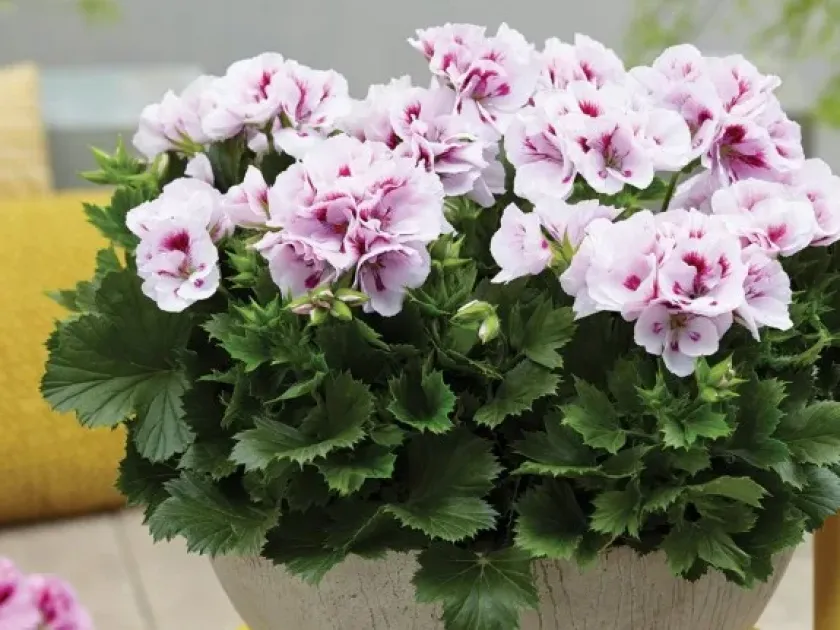 Pelargonium grandiflorum