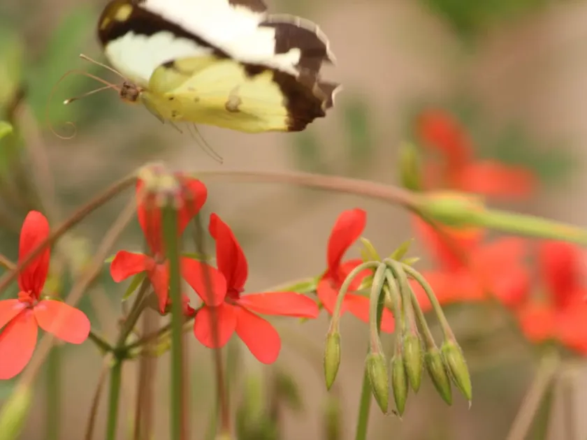 Tonga pelargonium