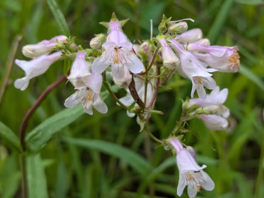 Smooth beardtongue