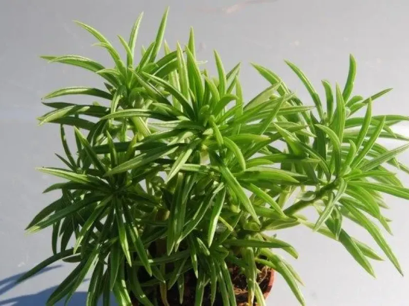 Peperomia orba