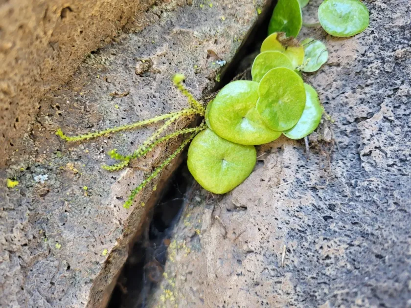 Peperomia peruviana