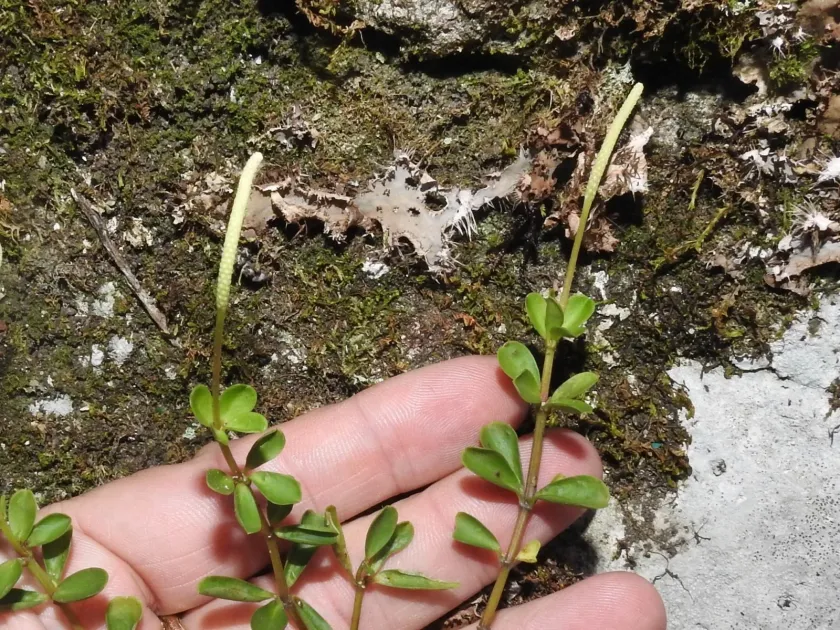 Peperomia quadrifolia