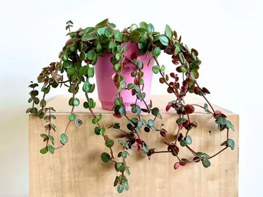 Peperomia
