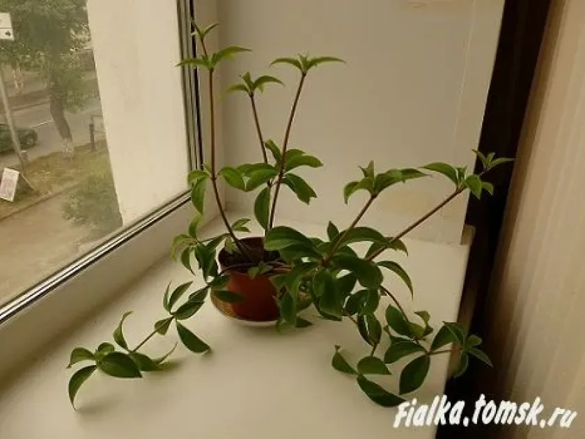 Peperomia verticillata