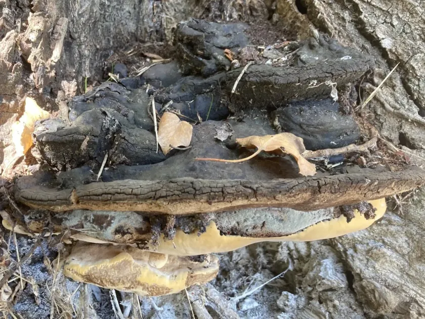 Ash bracket