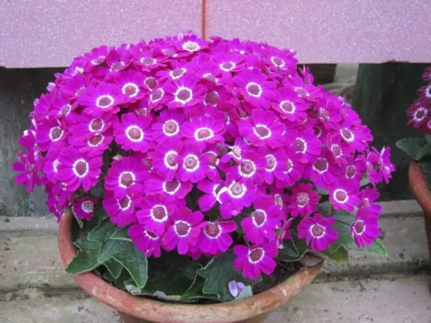 Pericallis hybrida